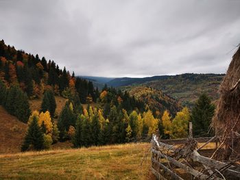 Scenic view of forest against sky