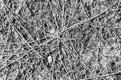 Full frame shot of twigs on field