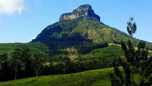 Low angle view of trees on mountain against blue sky