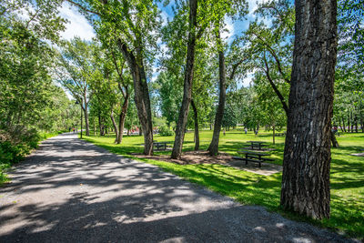 Road amidst trees