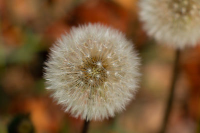 Close-up of white dandelion flower