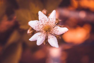 Close-up of white flowering plant