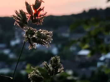 Close-up of flower against sky at sunset