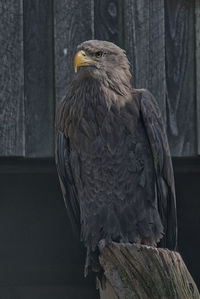 bird