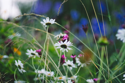 Close-up of purple flowering plant on field