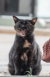 Close-up of cat sitting on woman at home