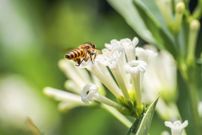 Close-up of bee on white flower