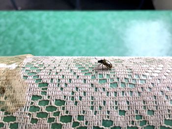 Close-up of bee on leaf