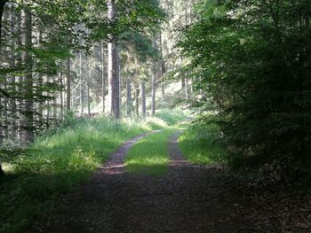 Road amidst trees in forest