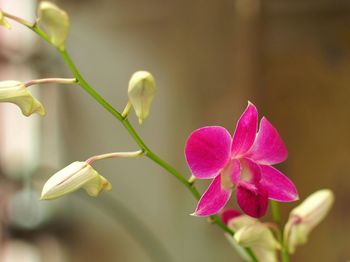 Close-up of pink flowers