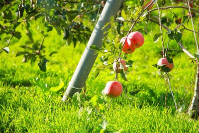 Red  apples hang on tree branches,  growing on field