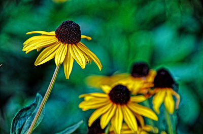 Close-up of yellow daisy flower