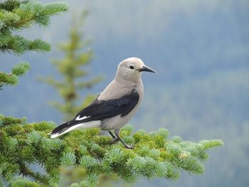 Clark's nutcracker crow nucifraga columbiana corvidae lake louise banff national park canada
