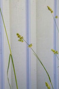 Close-up of flowering plant against wall