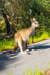 Side view of giraffe standing on road