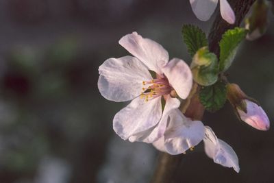 Close-up of insect on white flowering plant