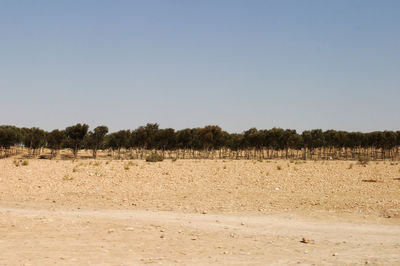 Scenic view of beach against clear sky