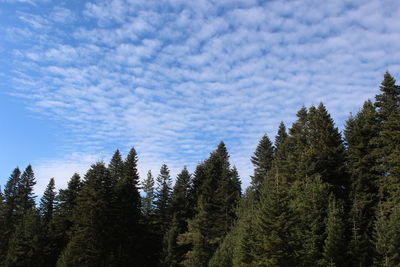 Low angle view of pine trees against sky