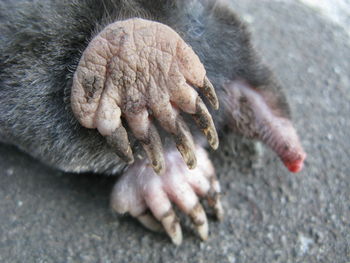 High angle view of a dead mole