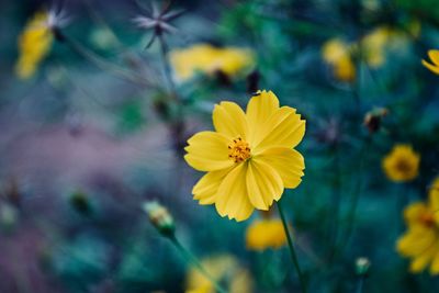 Close-up of yellow cosmos flower