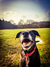 Close-up of a dog on field