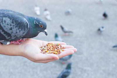 Close-up of hand holding bird