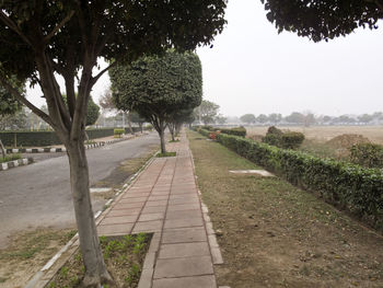 Trees in park against sky