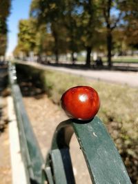 Close-up of tomatoes on plant against trees