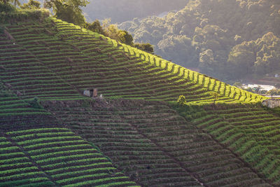 Scenic view of agricultural field