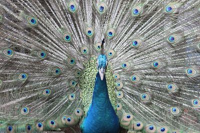 Close-up portrait of peacock