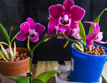 Close-up of potted flowers on table