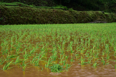 Scenic view of agricultural field