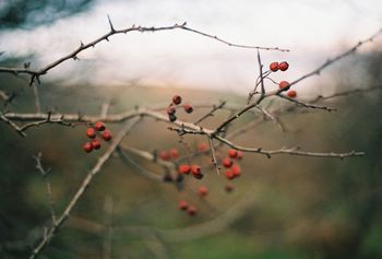 CLOSE-UP OF BERRIES ON TREE