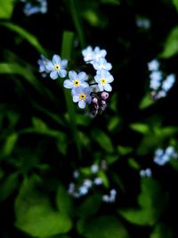 Close-up of white flowering plant