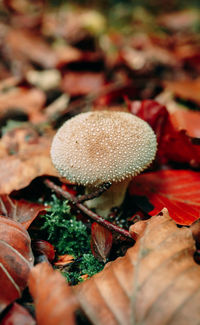 Close-up of mushroom growing on field