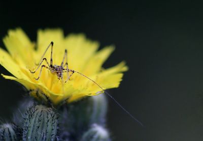 Close-up of yellow flower