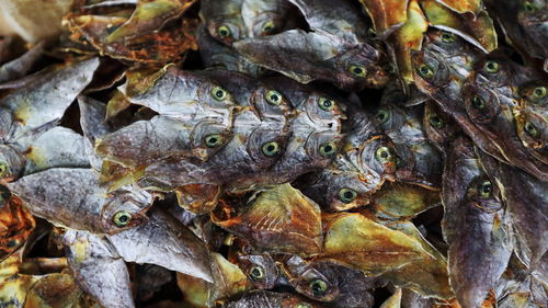 0275 danggit-rabbitfish prepared dried as daing-tuyo-bilad. central market-bacolod-negros occ.-rph