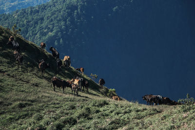 View of cows on field