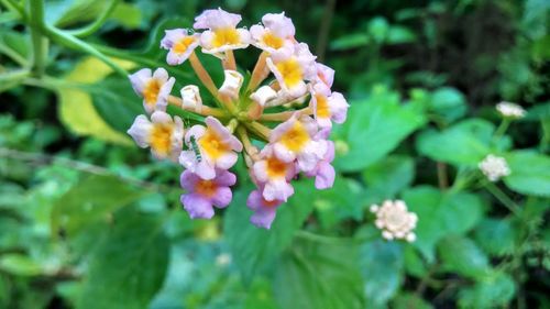 Close-up of flowers