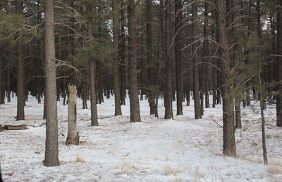 Trees in forest