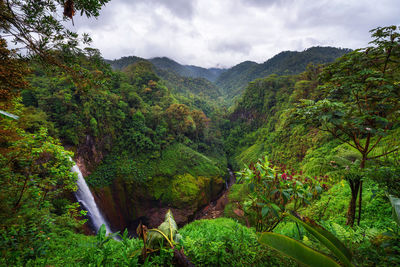 Scenic view of forest against sky