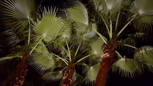 Close-up of palm tree