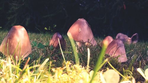 Plants on grassy field