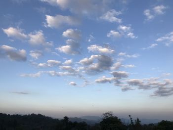 Low angle view of trees against sky