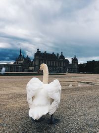 Close-up of swan by built structure against sky