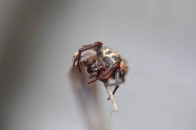 Close-up of spider on white background