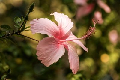 Close-up of pink hibiscus flower