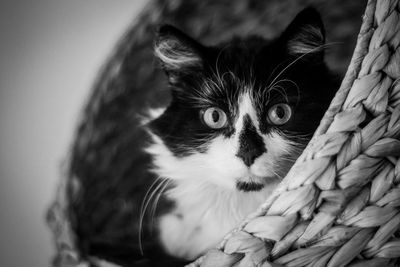 Close-up portrait of cat