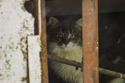 Portrait of cat seen through metal