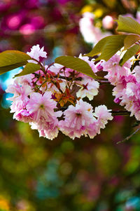 Close-up of pink flowers blooming on tree